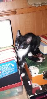 Verkaufe Katzenbabys Muttertier kann besichtigt werden