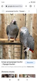 Graupapagei gesucht