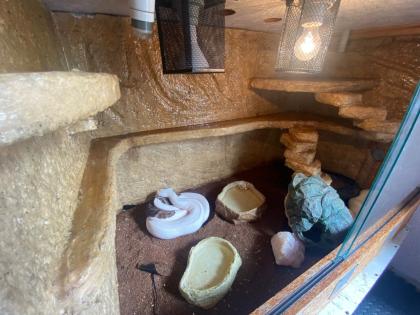 3 x Königspython Python Regius zu verkaufen