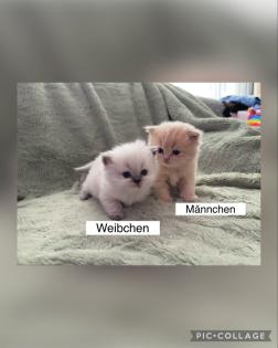Perserkitten mit Nase