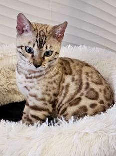Bengal Katzen weiblich in liebevolle Hände abzugeben