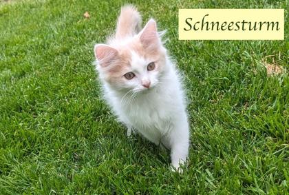 2 süße junge norwegische Waldkatzen Mix Kater suchen ein nettes Zuhause 12 Wochen alt