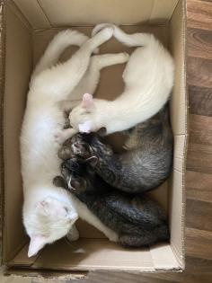 Katzenbabys Van Katze Main Coon Mischling