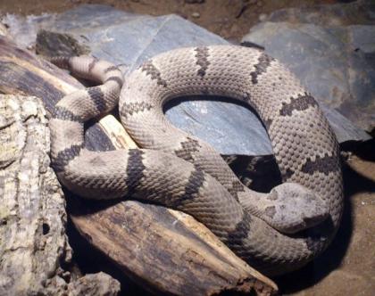1 1 Crotalus lepidus klauberi Felsenklapperschlange