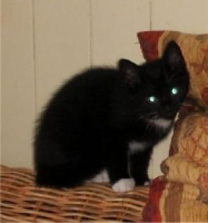 Super süße Perserkitten