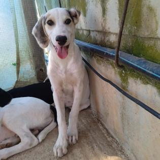Linos sucht ein Zuhause