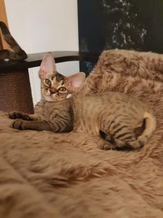 Devon Rex Kitten Abgabebereit