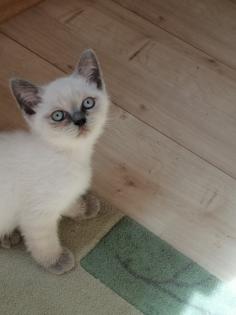 BKH-Kitten point und blau