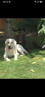 Verkaufe schöne Labrador Welpen