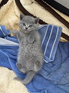 BKH Kitten in blau reinrassig