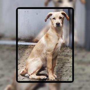 Labrador Mischling