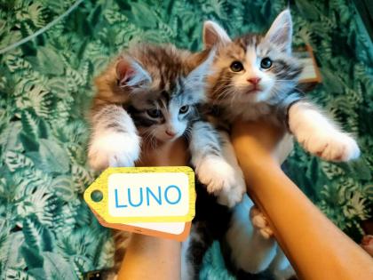 Main-Coon Kitten reinrassig