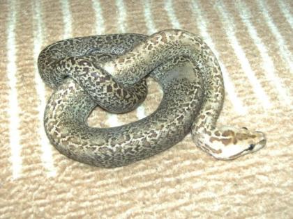 Verkaufe oder tausche Granit het Albino Tigerpython