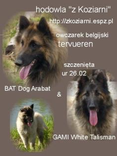 Belgischer Schäferhund Tervuren