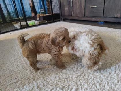 Cavapoo Pudel Welpen