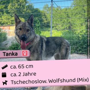 Tanka w 2 Jahre 65 cm Slowakei