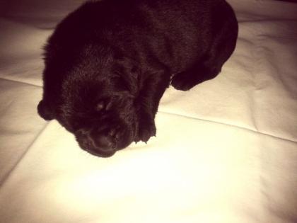Labrador Retriever Mischlingswelpen zu verkaufen