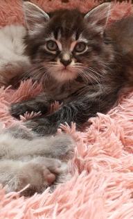 Reinrassig sibirische waldkatze neva Maine Coon siam perser bkh