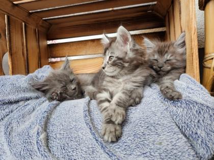Reinrassige Maine Coon Kitten suchen ihren Dosenöffner