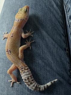 1. 0 Tangerine Het Raptor Leopardgecko Männchen Enz 22 Übergabe Houten oder Hamm möglich