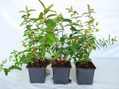 Bodendecker ab 0 89 Euro - Cotoneaster Vinca Pachysandra