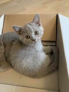BKH Kitten suchen ein liebevolles zu Hause