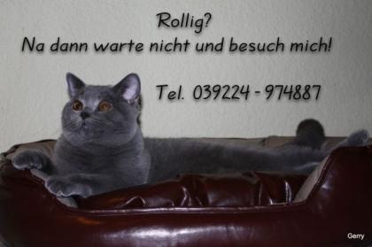 Verschmuster BKH Deckkater wartet auf d rollige Miezen