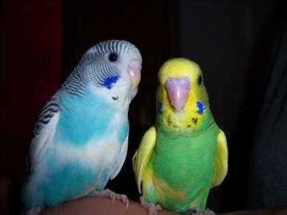 NESTJUNGE HANDZAHME WELLENSITTICHE 5 Wochen alt