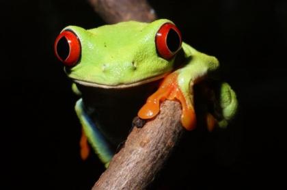 Rotaugenlaubfrosch Agalychnis callidryas NZ Juni 2022