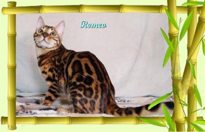 Exklusiver und pfiffiger Bengal Kater Donat Rosetten Eyecatcher unkastriert