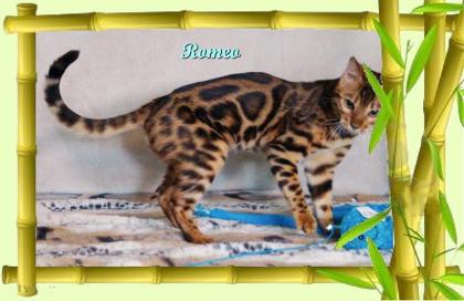 Exklusiver und pfiffiger Bengal Kater Donat Rosetten Eyecatcher unkastriert