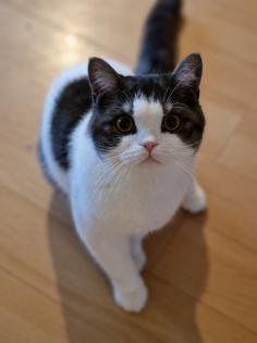 Mega süßer 3 farbiger bkh kitten kater