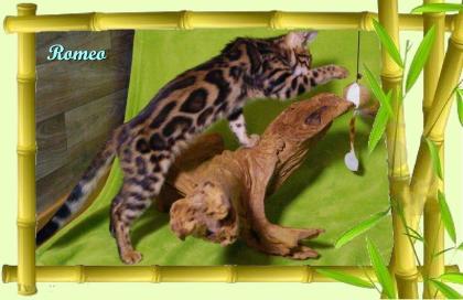 Exklusiver und pfiffiger Bengal Kater Donat Rosetten Eyecatcher unkastriert