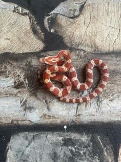 Kornnatter Wildfarbe