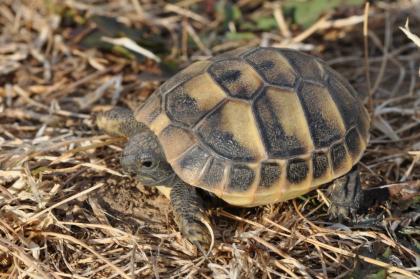 Griechische Landschildkröten Nachzuchten 2022