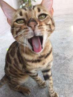 Liebevoller Kater Reinrassig Bengal in Gute Hände abzugeben