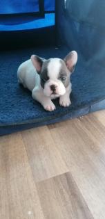 Süße Französische Bulldoggen Welpen
