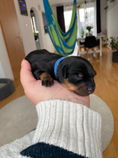 Zwergpinscher Welpen