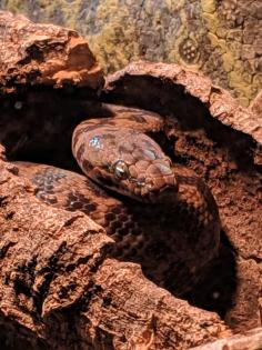 Australische Zwergpython incl. Terrarium LED Beleuchtung und Hitzestein