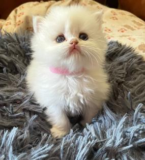 BLH Kitten ab der 12 Woche
