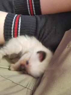Reinrassige Balinesische Siam Kitten Langhaar Selten