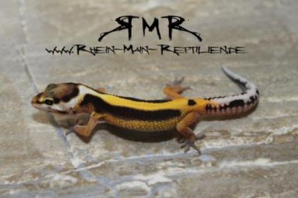 Leopardgeckos Kronengeckos und Orchideenmantis abzugeben
