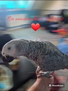 Graupapagei Kongo weiblich