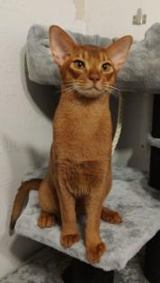 Charmanter reinrassiger 12 Monate alter Abessinier Kater mit Papiere