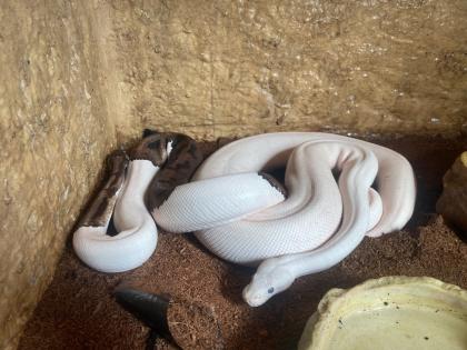 3 x Königspython Python Regius zu verkaufen