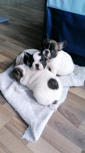 Süße Französische Bulldoggen Welpen