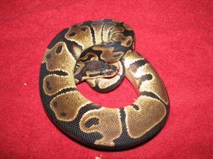 Verkaufe oder Tausche Königspython ebenfalls gegen Python regius