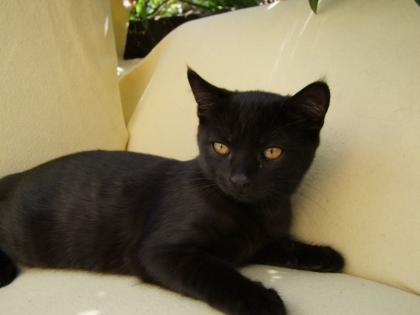 Zwei kleine Kätzchen / Kitten