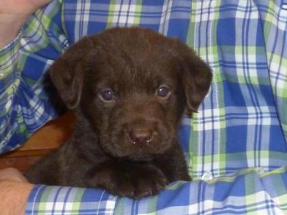 Labrador-Welpen braun reinrassig Rüde Hündin je 1x