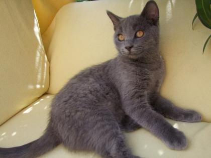 Vier kleine Katzen / Kätzchen / Kitten